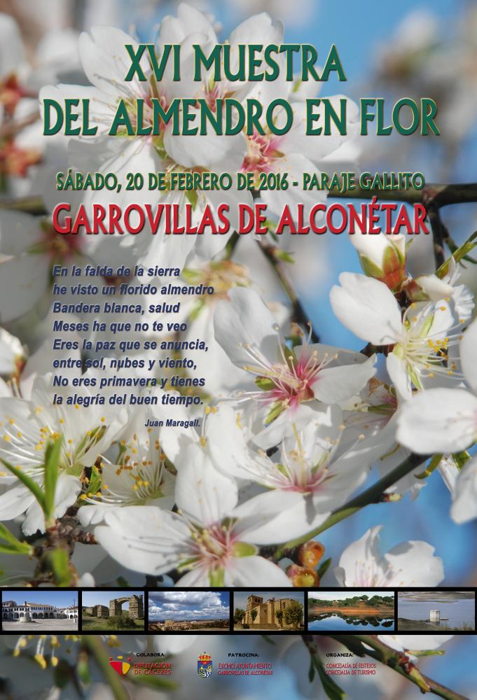 Imagen Concursos XVI Muestra Almendro en Flor